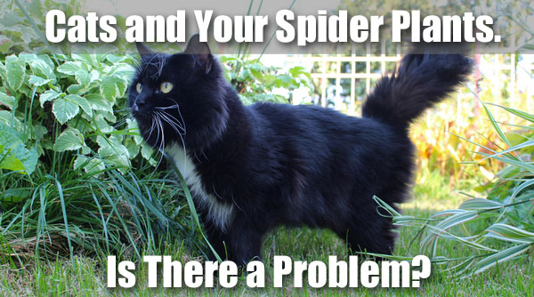 Unique Spider Plant Cats 