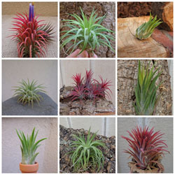 Tillandsia Air Plants