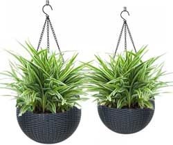 Indoor/Outdoor Hanging Self-Watering Resin Planters for Spider Plants