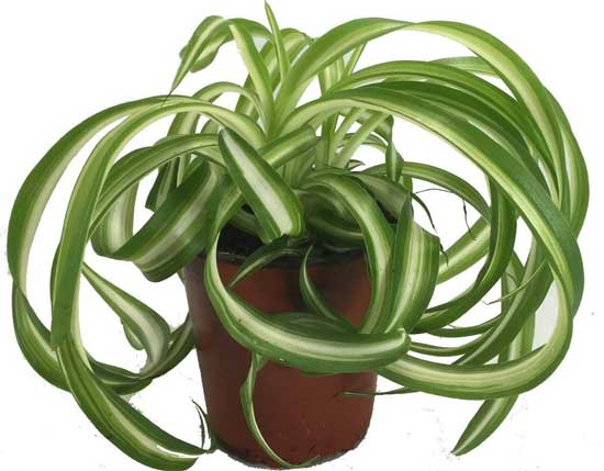 Bonnie Curly Spider Plant 4-Inch Container