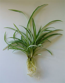 Spider Plant Cutting with Well-Establish, Healthy Roots