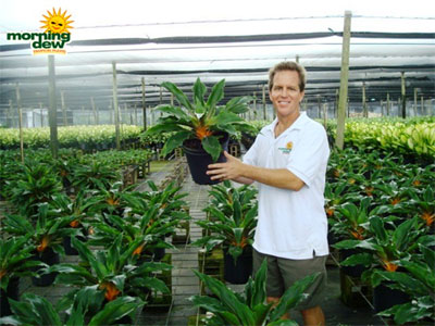 Chlorophytum Mandarin (Fire Flash) Tropical Spider Plant with Orange Center