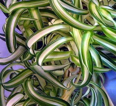 Curly Spider Plant Leaves