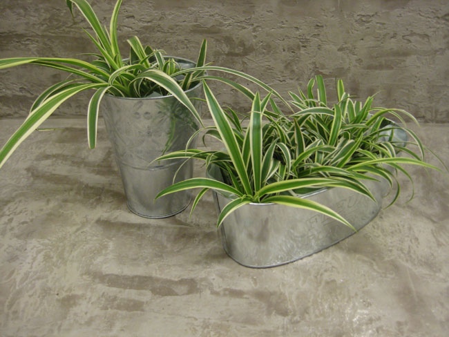 Galvanized Metal Planters with Spider Plants