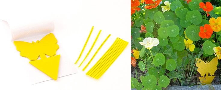 No-Pesticide Sticky Gnat Trap for Attracting and Trapping Gnats in Your Houseplants Naturally