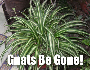 Gnats Be Gone: How to Get Rid of Gnats