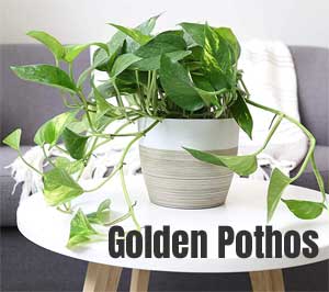 Golden Pothos Vining Low Light House Plant