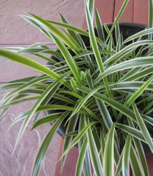 Spider Plant Leaves, Not Yet Eaten by Cat