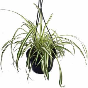 Hirts Ocean Spider Plant in 6-inch Hanging Basket