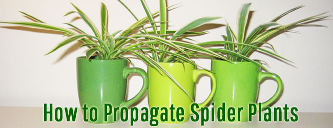 How To Propagate Spider Plants 1 2 3 With Spider Plant Babies,How Do Birds Mate And Fertilize Eggs