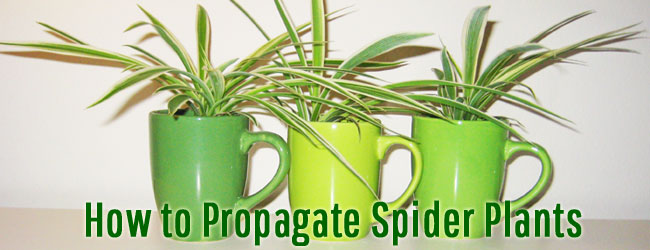 How to Propagate Spider Plants using Spider Plant Babies or Cuttings