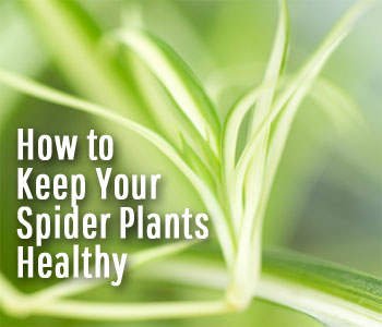 How to Grow and Care for Spider plant