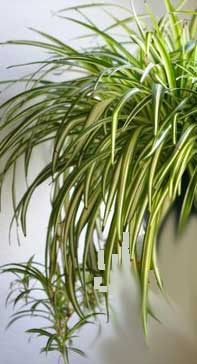 Large Spider Plant Overtaking Hanging Basket So You Can't See the Container