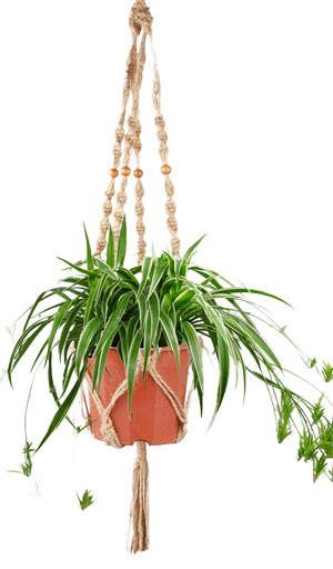 $5 Macrame Plant Hanger for Spider Plants