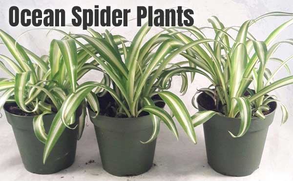 ocean spider plant toxic to cats Daina Beers