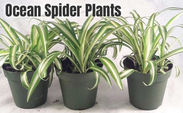 Ocean Spider Plant 3-Pack with White Flowers