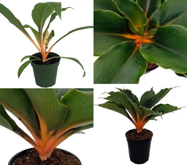 Orange Mandarin Spider Plant with Close Up of Leaves, Flower, Coloring, 4-inch and 6-inch pots