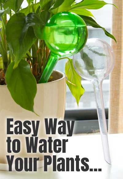 Plant Watering Bulbs - the Cheaper Plastic Version that Won't Break if You Drop It