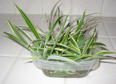 How to Propagate Spider Plants in Tupperware Container