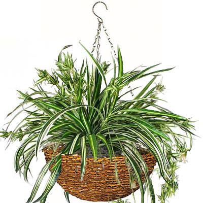 Rattan Hanging Basket with Spider Plant