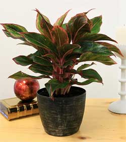 Red Chinese Evergreen Indoor Houseplant