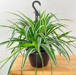 Medium Size Established Spider Plant for Sale in Hanging Pot