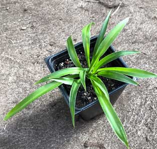 Buy Shamrock Spider Plant (Sometimes Called Ocean) - with Solid Green Leaves and No White