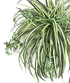 Silk Spider Plant for Sale