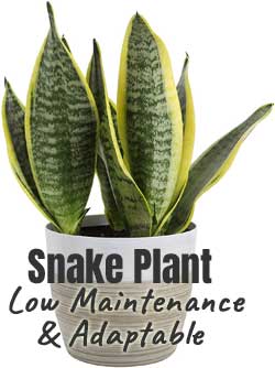 Low Maintenace Houseplant - the Snake Plant