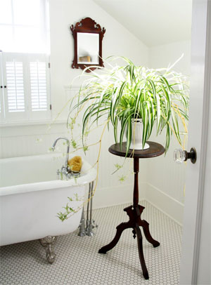 Houseplant on Table in Bathroom