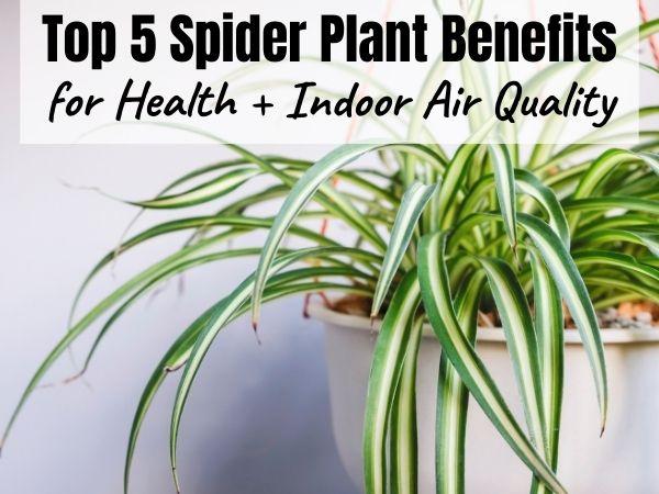 Top 5 Spider Plant Benefits for health and Improving Indoor Air Quality Naturally