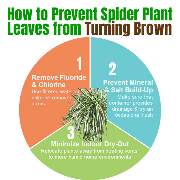 How to Prevent Brown Leaves on Spider Plants