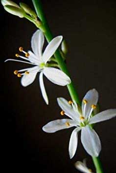 White Flowers on Ocean Spider Plants