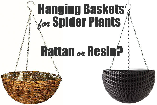 Spider Plant Hanging Basket: Natural Rattan or Plastic Resin?