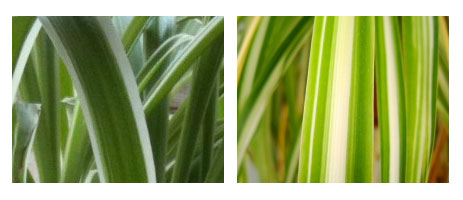 2 Types of Spider Plant Leaves