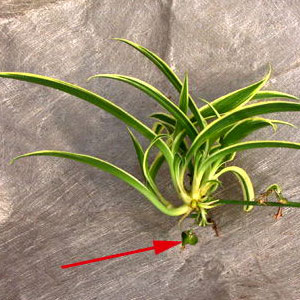 Spider Plant Seeds on a Baby Spider Plant