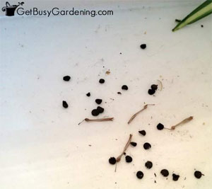 Spider Plant Seeds, How to Grow a Spider Plant from Seed