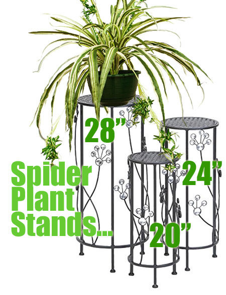 Decorative Spider Plant Stand Ideas for Indoor and Outdoor Use