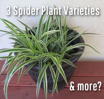3 Spider Plant Varieties