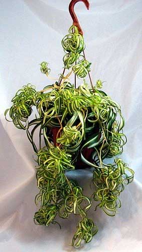 Spider Plant with Curly Leaves