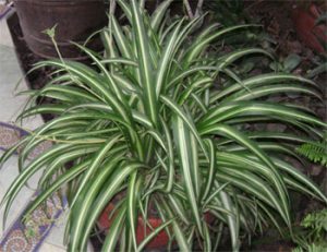 Spider Plant with Plantlets