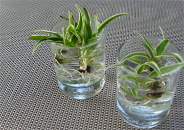 Spider Plants in Shot Glasses