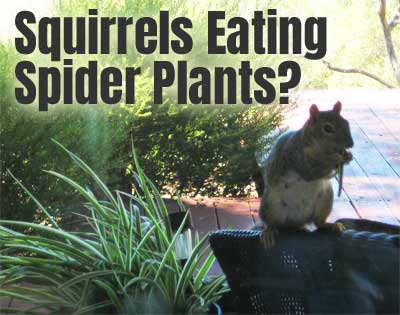 Squirrel Eating Spider Plant