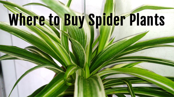Where to Buy Spider Plants