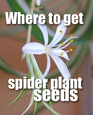Where to Get Spider Plant Seeds