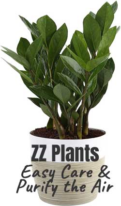 ZZ Plants are Easy Care and Help Purify the Indoor Air